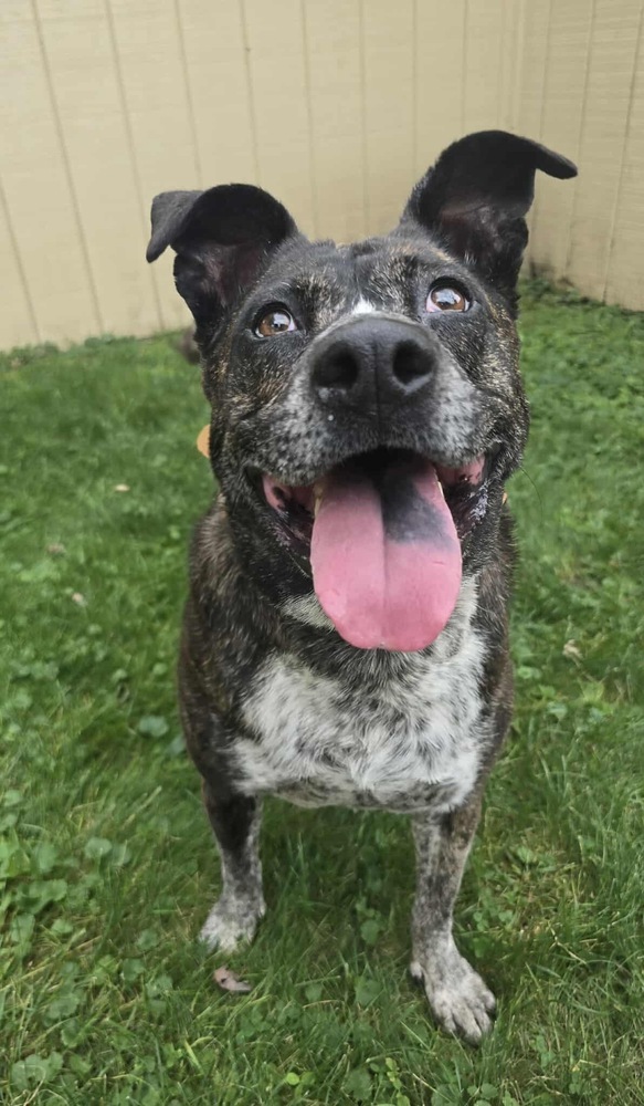 Charlotte, an adoptable Cattle Dog in Rockland, WI, 54653 | Photo Image 1
