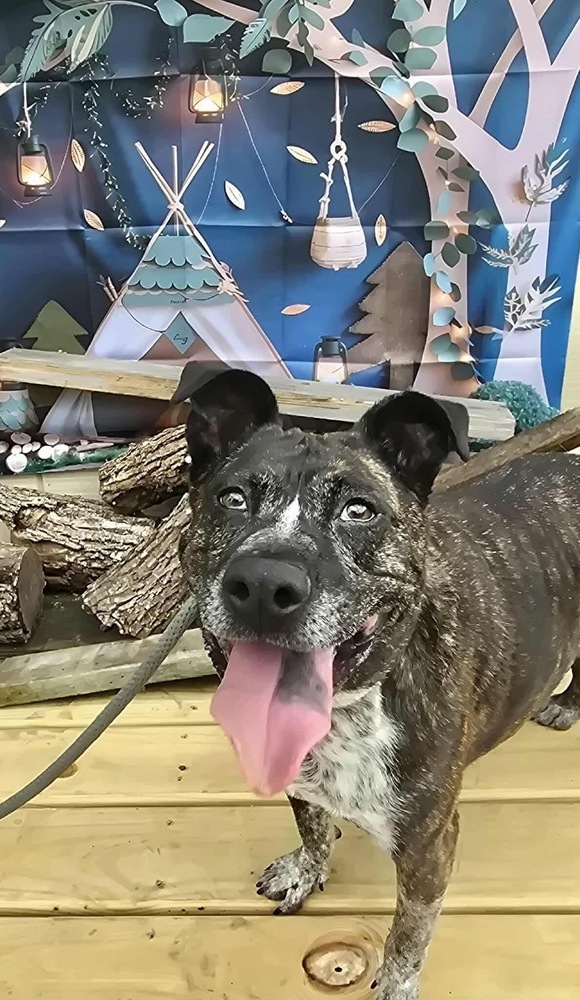 Charlotte, an adoptable Cattle Dog in Rockland, WI, 54653 | Photo Image 2