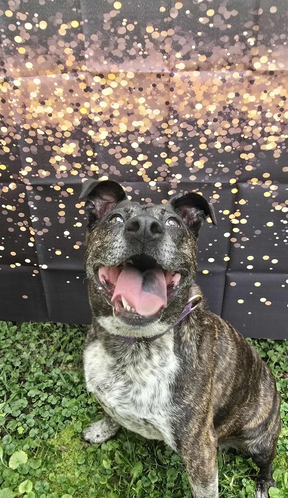 Charlotte, an adoptable Cattle Dog in Rockland, WI, 54653 | Photo Image 3