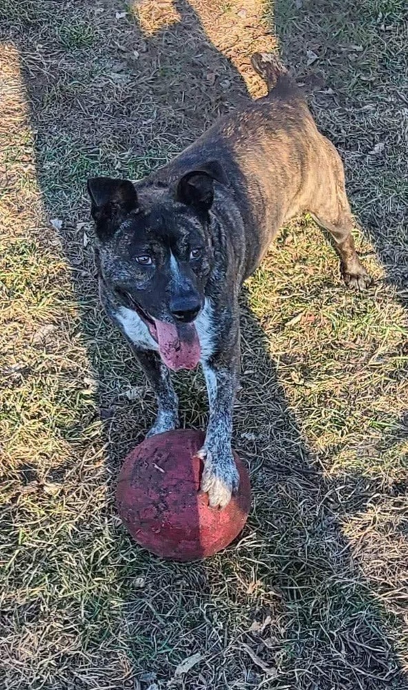 Charlotte, an adoptable Cattle Dog in Rockland, WI, 54653 | Photo Image 4
