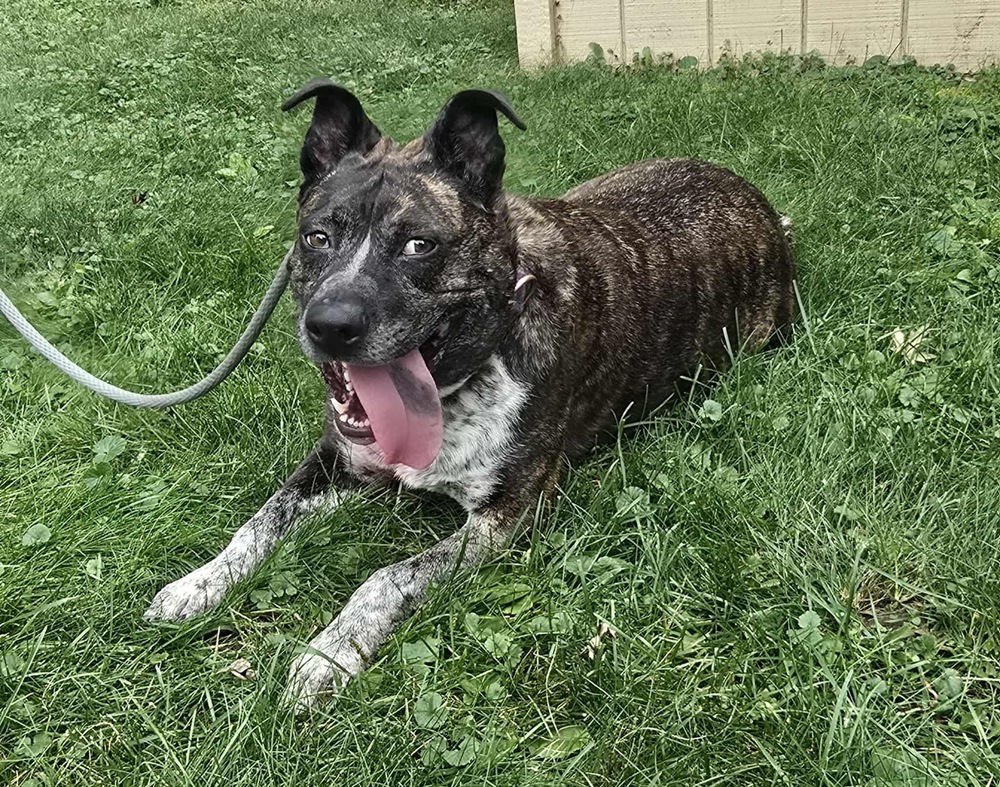 Charlotte, an adoptable Cattle Dog in Rockland, WI, 54653 | Photo Image 4