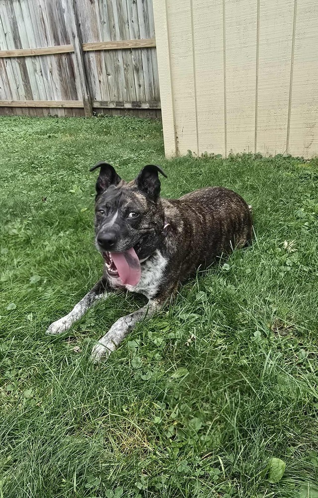Charlotte, an adoptable Cattle Dog in Rockland, WI, 54653 | Photo Image 5