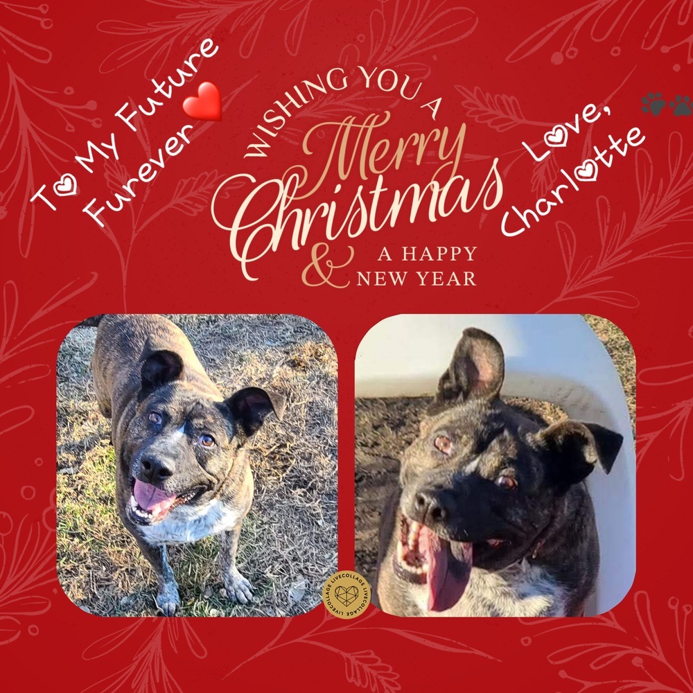 Charlotte, an adoptable Cattle Dog in Rockland, WI, 54653 | Photo Image 6