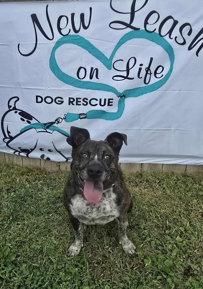 Charlotte, an adoptable Cattle Dog in Rockland, WI, 54653 | Photo Image 6