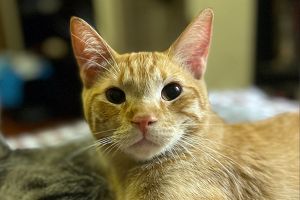 Meet Charlie a sweet orange kitten with a gentle spirit Charlie is a bit on the shy side but don