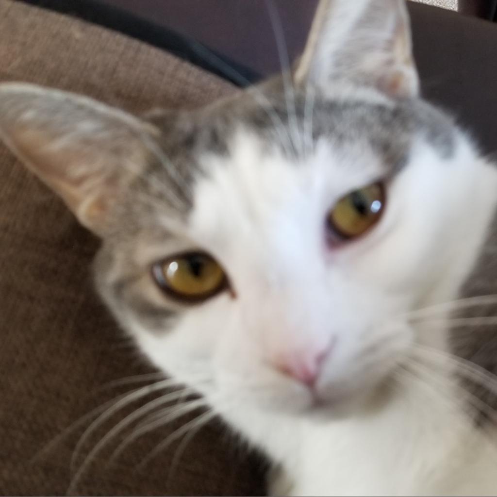 Charlie, an adoptable Domestic Short Hair in Rochester, MN, 55903 | Photo Image 1