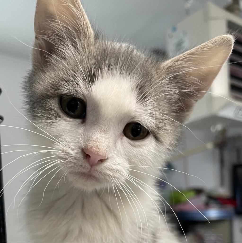 Charlie, an adoptable Domestic Short Hair in Rochester, MN, 55903 | Photo Image 2