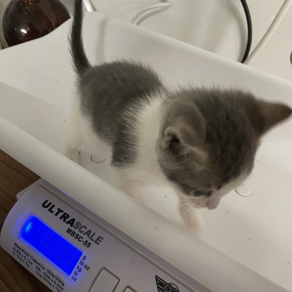 Charlie, an adoptable Domestic Short Hair in Rochester, MN, 55903 | Photo Image 3