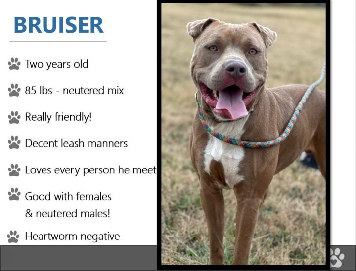 Bruiser, an adoptable Staffordshire Bull Terrier & Pit Bull Terrier Mix in Oswego, IL_image-5