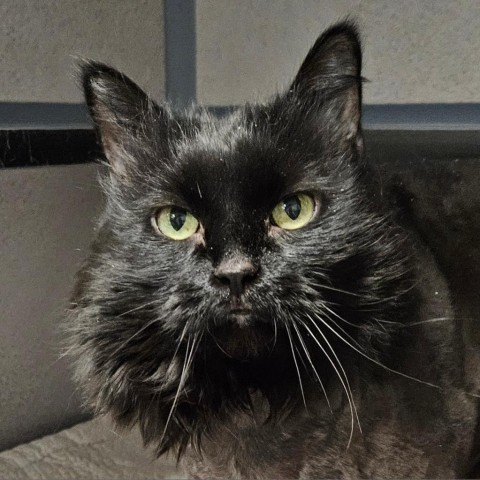 Grace, an adoptable Domestic Long Hair in Sheridan, WY, 82801 | Photo Image 1