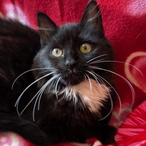 Duchess, an adoptable Domestic Medium Hair in Santa Rosa, CA, 95403 | Photo Image 2