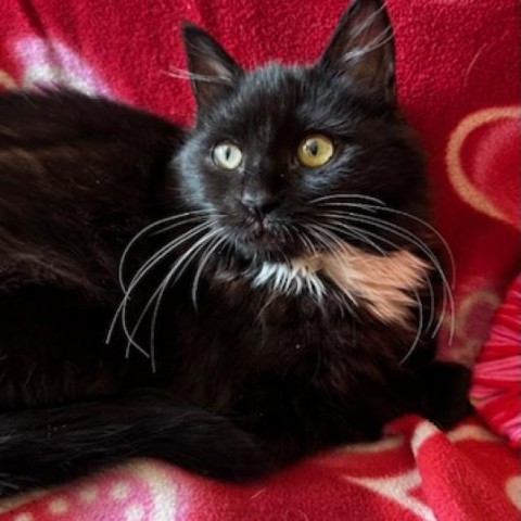 Duchess, an adoptable Domestic Medium Hair in Santa Rosa, CA, 95403 | Photo Image 3