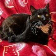 Duchess, an adoptable Domestic Medium Hair in Santa Rosa, CA, 95403 | Photo Image 4