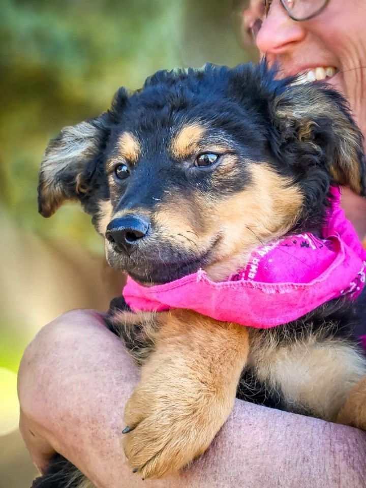 Allison, an adopted Terrier Mix in Temecula, CA_image-1