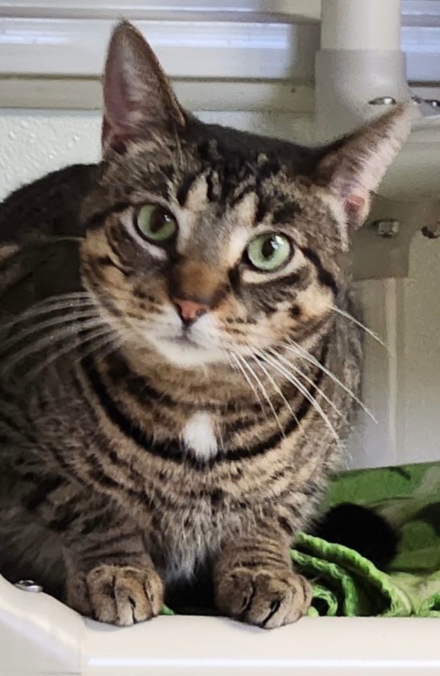 Flynnigan, an adoptable Domestic Short Hair in Saginaw, MI, 48604 | Photo Image 1