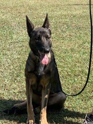 Ruger is a two and a half old GSD boy who came to us with another male dog from a