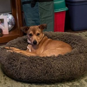 Dogs for Adoption Near Marquette MI Petfinder