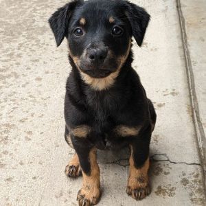 Portobello Terrier Dog