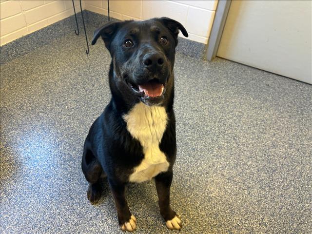 Dog for adoption - TUCKER, a Labrador Retriever Mix in Appling, GA ...