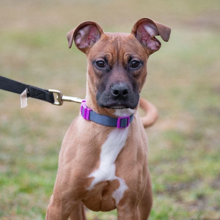 Petfinder boxer 2024