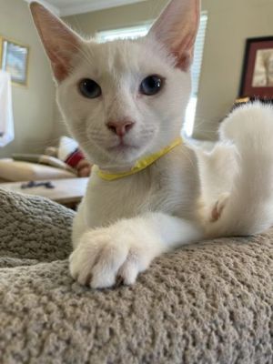 Meet Smudge a captivating solid white kitten born in the middle of March Facin