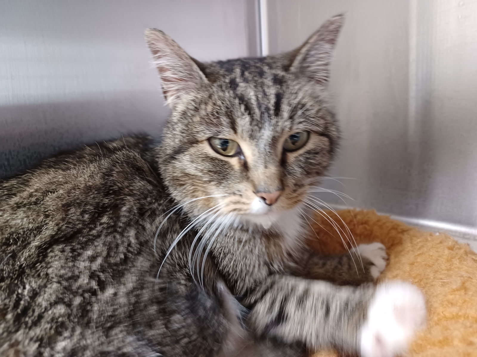Tami, an adoptable Domestic Short Hair in Austin, MN, 55912 | Photo Image 1