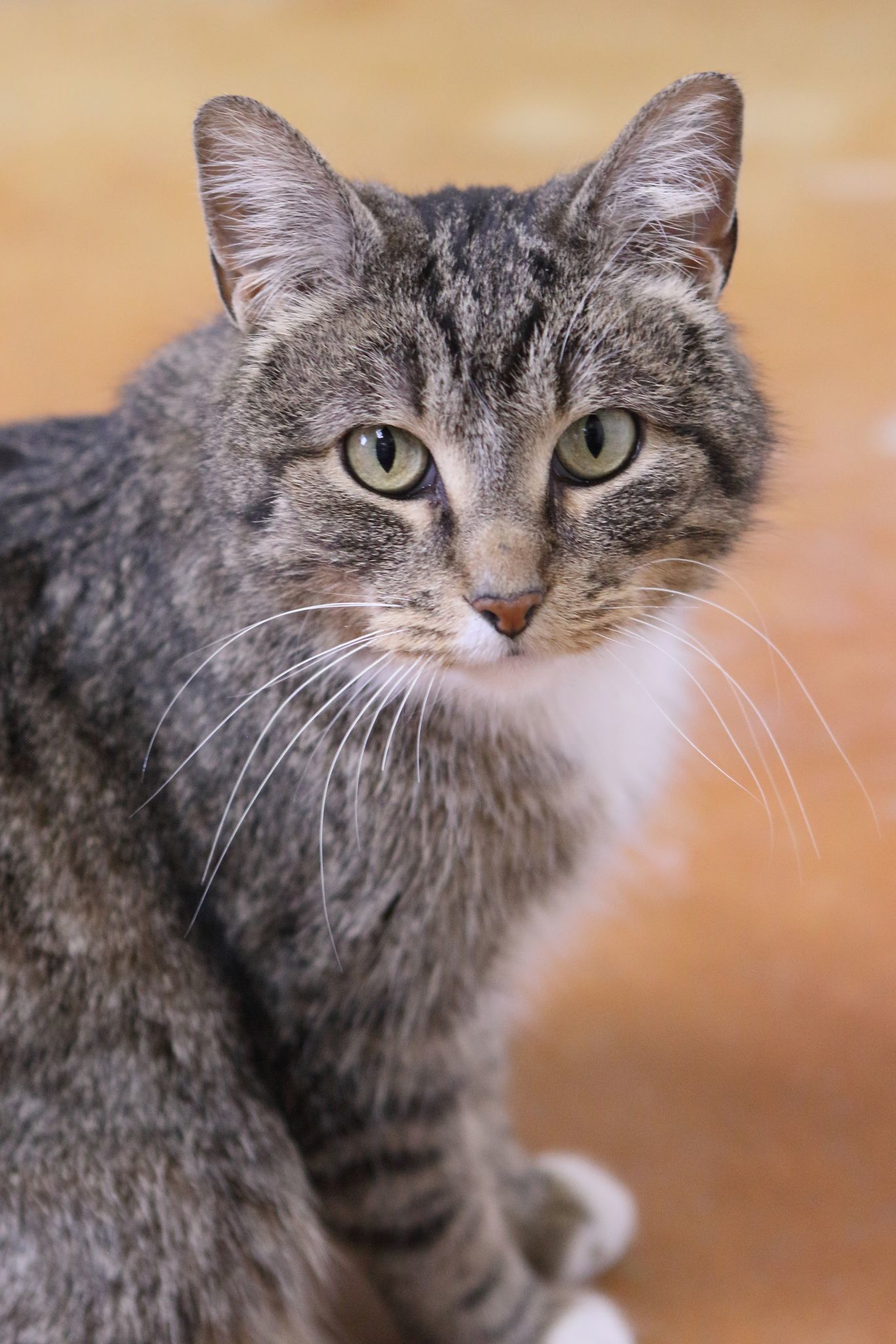 Tami, an adoptable Domestic Short Hair in Austin, MN, 55912 | Photo Image 2