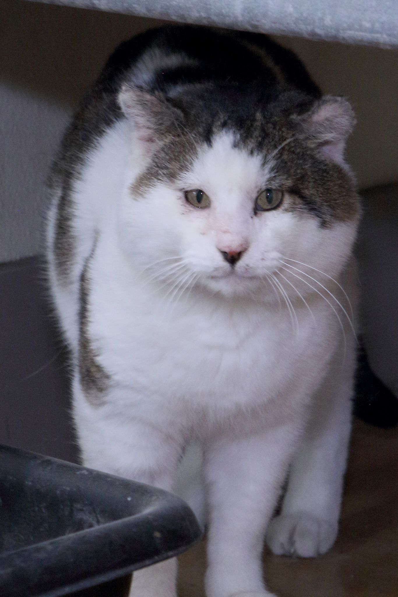 Buster