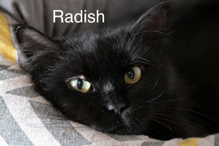 Radish 1