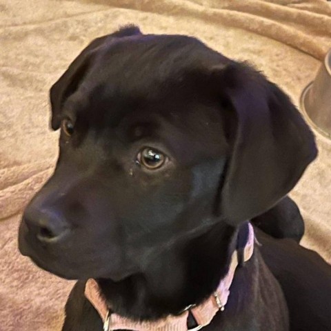 MBBC-Stray-mb3-JJ_4, an adoptable Black Labrador Retriever, Pit Bull Terrier in Montrose, CO, 81401 | Photo Image 1