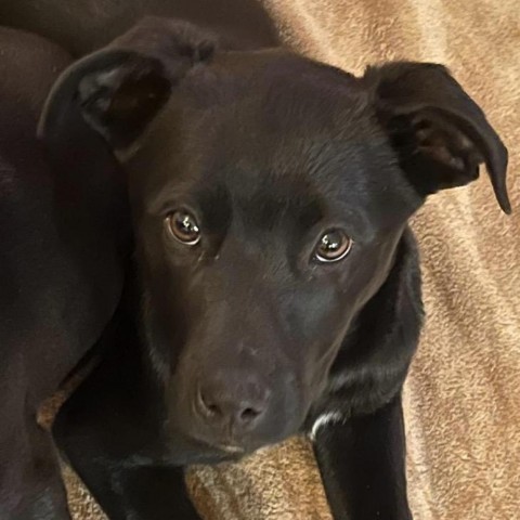 MBBC-REMY, an adoptable Black Labrador Retriever, Pit Bull Terrier in Montrose, CO, 81401 | Photo Image 1