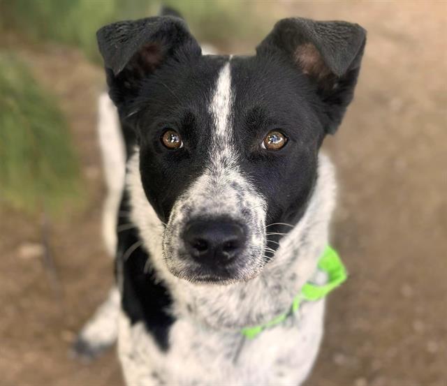 Pocket heeler store