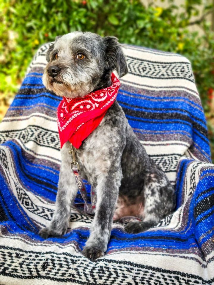 Obsidian, an adopted Schnauzer & Terrier Mix in Murrieta, CA_image-3