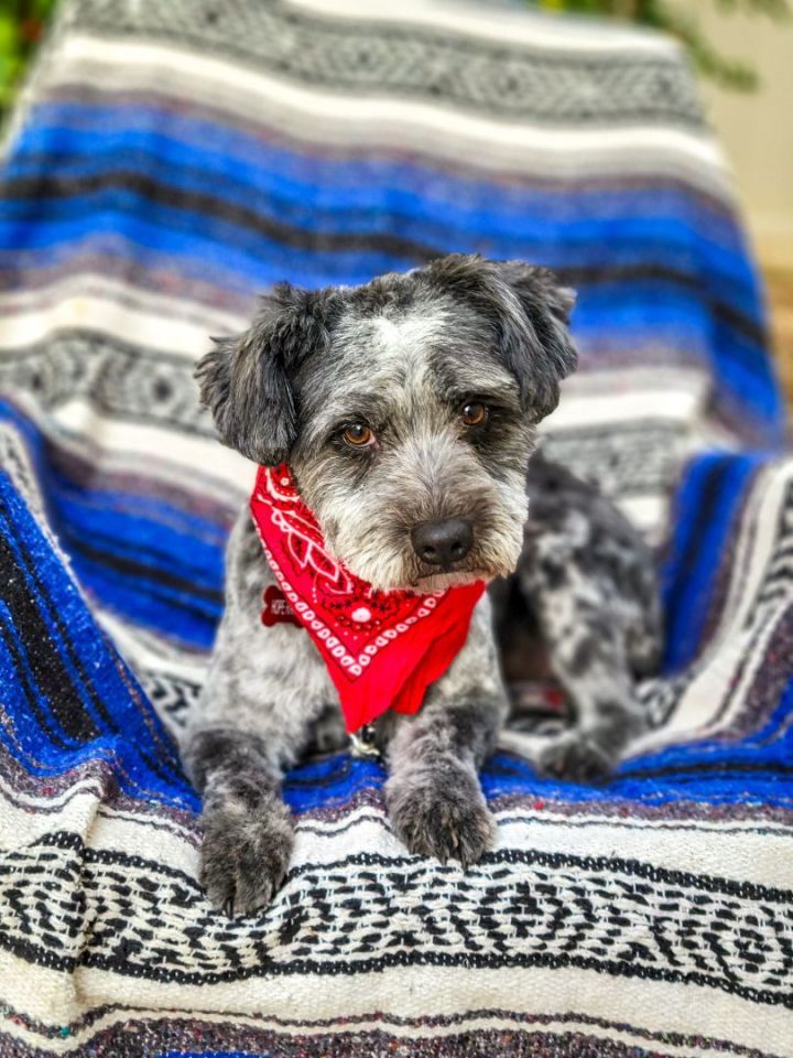 Obsidian, an adopted Schnauzer & Terrier Mix in Murrieta, CA_image-4