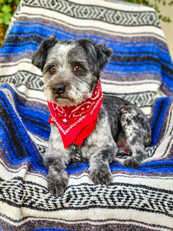 Obsidian, an adopted Schnauzer & Terrier Mix in Murrieta, CA_image-5