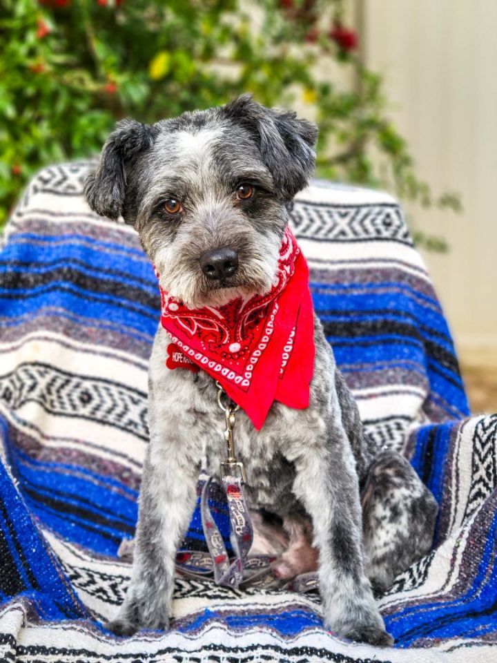 Obsidian, an adopted Schnauzer & Terrier Mix in Murrieta, CA_image-6