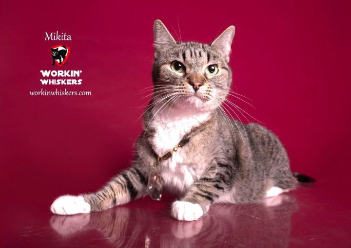 MIKITA, an adoptable Abyssinian & Tabby Mix in HEMET, CA_image-1