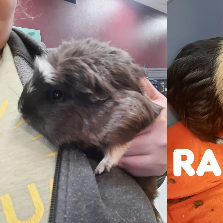 Randy the best sale guinea pig