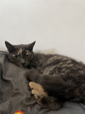 Cardamom Domestic Short Hair Cat