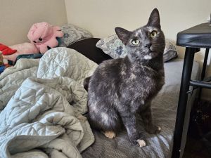 Meet Cardamom This gorgeous dilute tortoiseshell kitty was found living outside with a feral colony