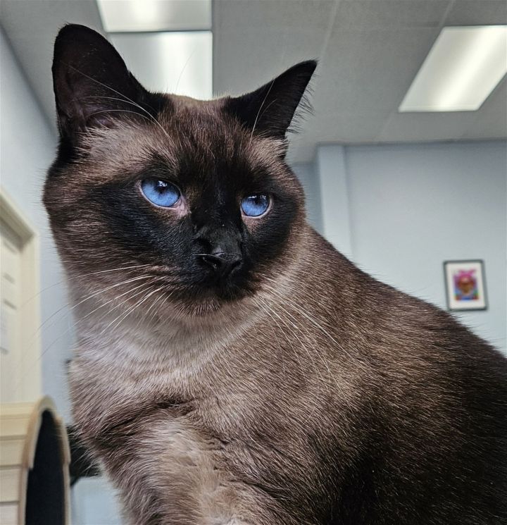 Frank, an adoptable Siamese & Domestic Short Hair Mix in Springfield, OR_image-1