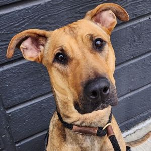 Meet Lily a Rhodesian Ridgeback mix with a big heart Despite being a larger pup Lily believes she