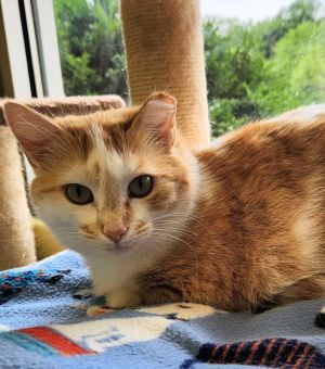 Abby, Adult Female unknown