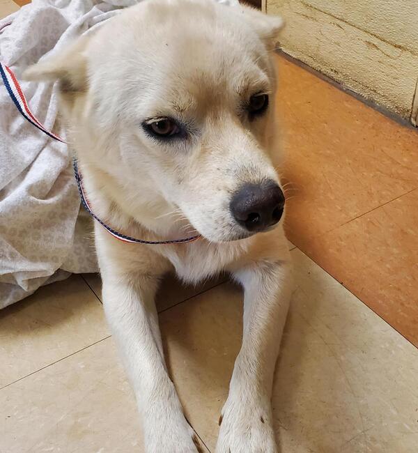 Wade, an adoptable Siberian Husky, Samoyed in San Diego, CA, 92110 | Photo Image 3
