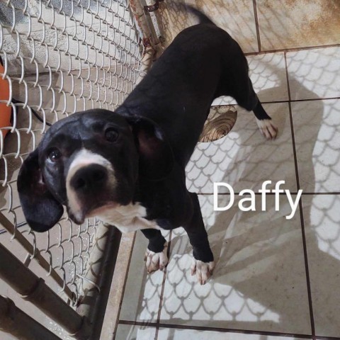 Daffy 4940 2