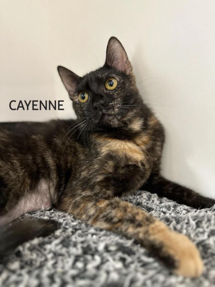 Cayenne, an adoptable Domestic Short Hair in Honolulu, HI_image-1