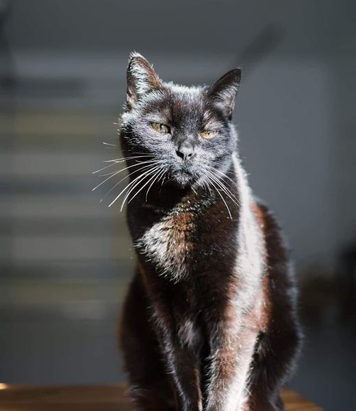 (Senior) Dolly, an adoptable Domestic Short Hair in Calistoga, CA, 94515 | Photo Image 1