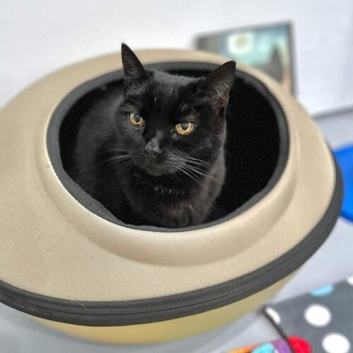 (Senior) Dolly, an adoptable Domestic Short Hair in Calistoga, CA, 94515 | Photo Image 4