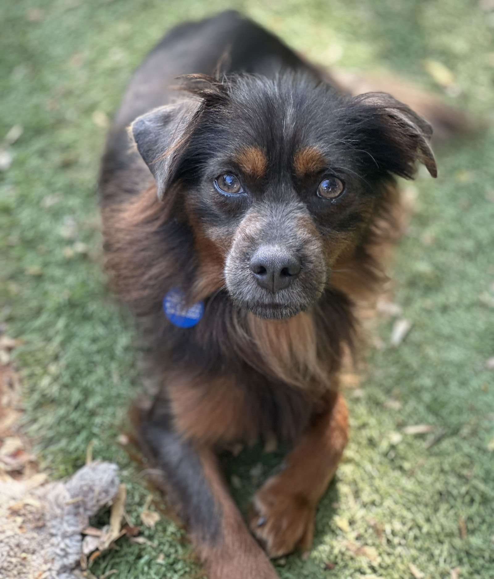 Lothar, an adoptable Pomeranian in Garland, TX, 75040 | Photo Image 1