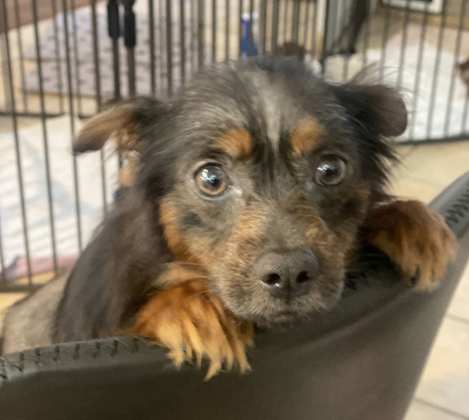 Lothar, an adoptable Pomeranian in Garland, TX, 75040 | Photo Image 3